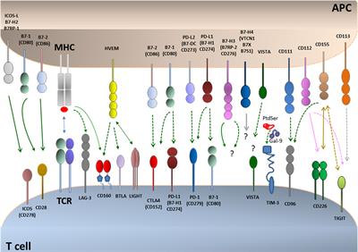 Immunometabolic Regulations Mediated by Coinhibitory Receptors and Their Impact on T Cell Immune Responses